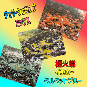 【エビちゃんまん】チェリーシュリンプ　３０匹　極火蝦　イエロー　ブルー　MIXセット