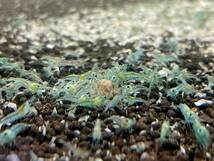 【エビちゃんまん】チェリーシュリンプ　３０匹　極火蝦　イエロー　ブルー　MIXセット _画像4