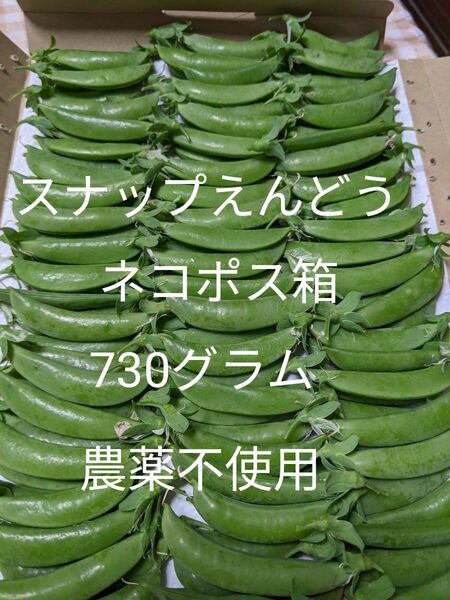 1.岡山県産 スナップえんどう ネコポス箱約730グラム 農薬不使用