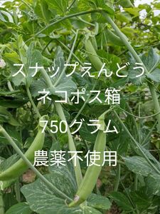 5.岡山県産 スナップえんどう ネコポス箱750グラム 農薬不使用