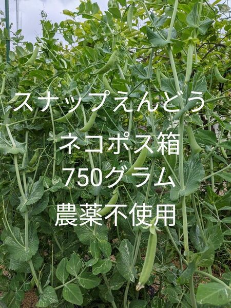 3.岡山県産 スナップえんどう ネコポス箱750グラム 農薬不使用