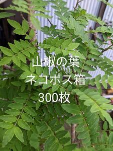 1.岡山県産 山椒の葉 ネコポス箱 300枚 農薬不使用