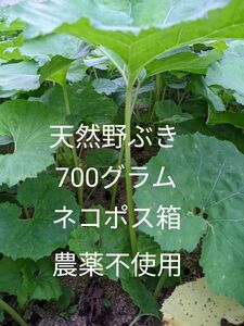 3.岡山県産 天然野ぶき 700グラム ネコポス箱 農薬不使用