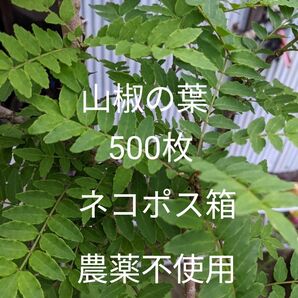 5.岡山県産 山椒の葉 500枚 ネコポス箱 農薬不使用