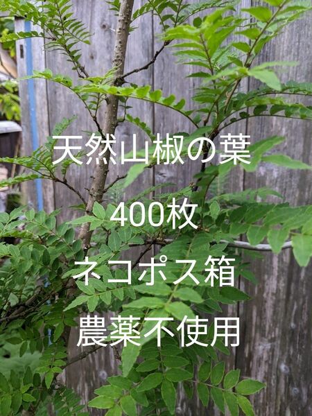 6.岡山県産 天然山椒の葉 400枚 ネコポス箱 農薬不使用