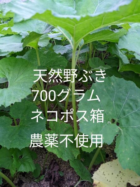 5.岡山県産 天然野ぶき 700グラム ネコポス箱 農薬不使用