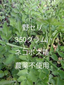 1.岡山県産 野セリ 350グラム ネコポス箱農薬不使用