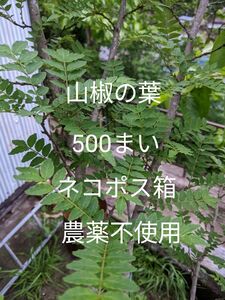 5.岡山県産 天然山椒の葉 500枚 ネコポス箱 農薬不使用