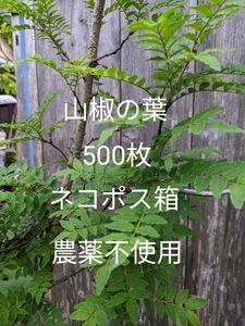 1.岡山県産 山椒の葉 500枚 ネコポス箱 農薬不使用