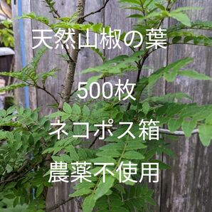 3.岡山県産 天然山椒の葉 500枚 ネコポス箱 農薬不使用