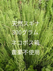 2.岡山県産 天然スギナ 300グラム ネコポス箱 農薬不使用