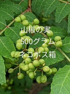 5.岡山県産 山椒の実 正味500グラム ネコポス箱 農薬不使用