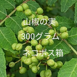 5.岡山県産 山椒の実 300グラム ネコポス箱 農薬不使用