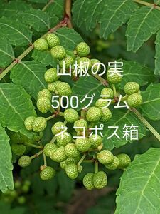 7.岡山県産 山椒の実 500グラム ネコポス箱 農薬不使用