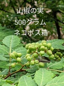 1.岡山県産 山椒の実 500グラム ネコポス箱 農薬不使用