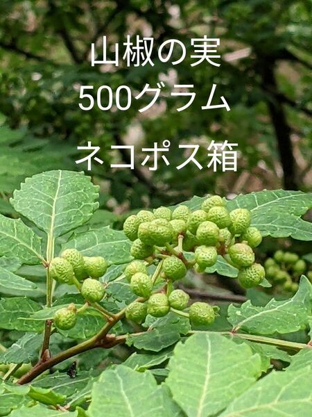 6.岡山県産 山椒の実 500グラム ネコポス箱 農薬不使用