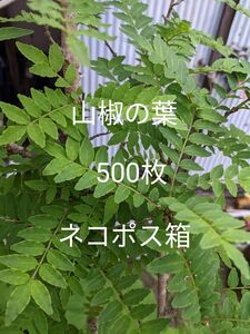 2.岡山県産 山椒の葉 500枚 ネコポス箱 農薬不使用