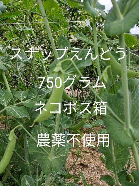 1.岡山県産 スナップえんどう 750グラム ネコポス箱 農薬不使用