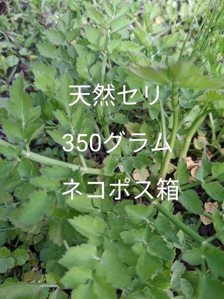 3.岡山県産 天然セリ 350グラム ネコポス箱 農薬不使用