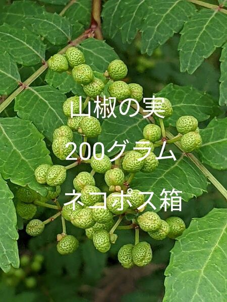 2.岡山県産 山椒の実 200グラム ネコポス箱 農薬不使用