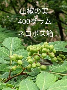 4.岡山県産 山椒の実 400グラム ネコポス箱