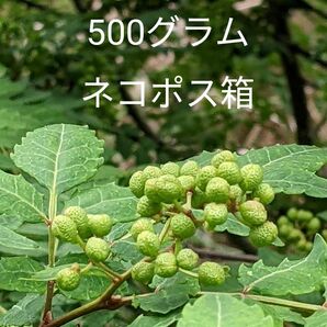 5.岡山県産 山椒の実 500グラム ネコポス箱