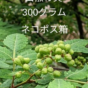 3.岡山県産 山椒の実 300グラム ネコポス箱