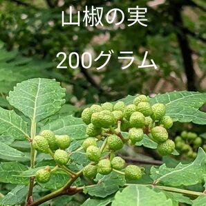 2.岡山県産 山椒の実 200グラム ネコポス箱