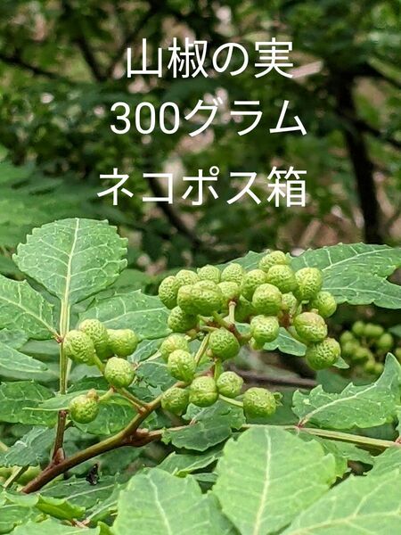 3.岡山県産 山椒の実 300グラム ネコポス箱