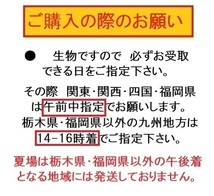 大姉　50匹　大姉金　金魚　餌金　エサ金　アネ_画像2