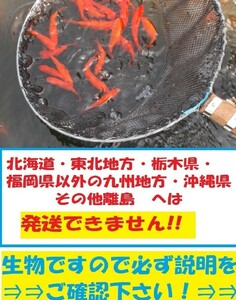 新姉　50匹　姉　姉金　金魚　餌金　エサ金　アネ　姉