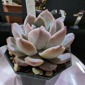 多肉植物　エケベリア　カット苗 スターマ−ク　324