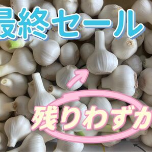 無農薬生ニンニクSサイズ1KG