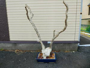 * rare extra-large deep sea pine sea pine nature tree branch . tree period thing coral old fine art antique retro secondhand goods ornament 1 jpy start *