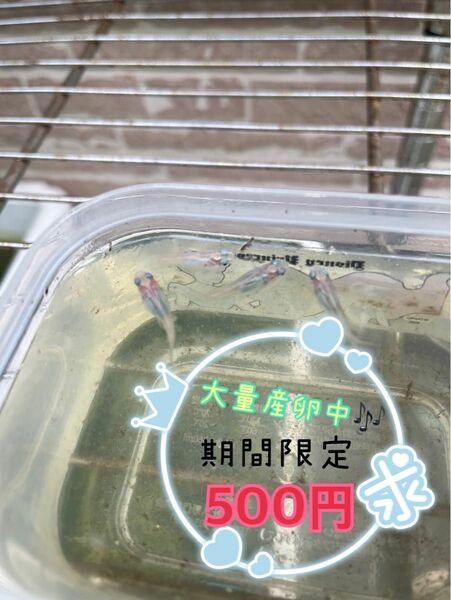 メダカ ピュアホワイト ダルマ　めだか650円→500円に値下げ中