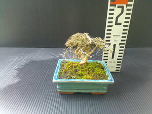  Kirishima mountain ..* rice azalea ultimate small leaf, futoshi ., shohin bonsai 