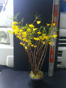  Kirishima mountain ..* bamboo leaf Dendrobium moniliforme super . length axis extra-large stock thing 