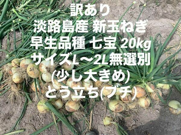 訳あり 淡路島産 新玉ねぎ 早生品種 七宝 20kgサイズL～2L ブチ 淡路 淡路島