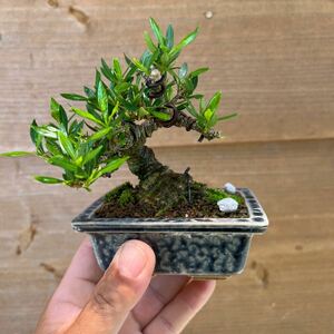  gardenia shohin bonsai legume . mini bonsai Rhododendron indicum thread fish river genuine Kashiwa . fee . mini bonsai 