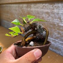 ガジュマル小品盆栽　山野草 オリーブの木妖精の住む木キジムナーの木_画像3