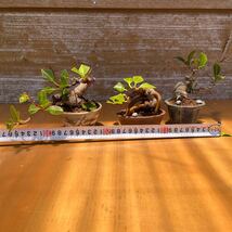 ガジュマル小品盆栽　山野草 オリーブの木妖精の住む木キジムナーの木_画像6