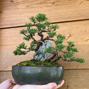  stone attaching thread fish river genuine Kashiwa bonsai pine Kashiwa shohin bonsai . leaf pine bonsai . pine pine 