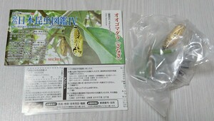  oo резина dala(...) Secret . цвет Япония насекомое иллюстрированная книга Ⅳ Eugene Yujin не собран нераспечатанный описание документы 