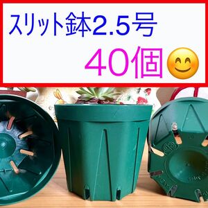 A①① ｽﾘｯﾄ鉢【2.5号】40個ｾｯﾄ★ﾓｽｸﾞﾘｰﾝ