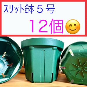 D①④ カネヤｽﾘｯﾄ鉢【5号】12個ｾｯﾄ★ﾓｽｸﾞﾘｰﾝ