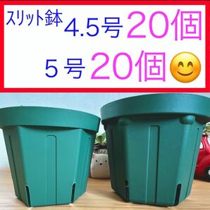 D②④ ｽﾘｯﾄ鉢お得セット★【4.5号20個】【5号20個】