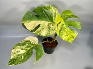 「46」モンステラ　ボルシギアナ　オーレア 斑入り Monstera borsigiana Aurea Variegata 