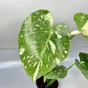 「49」 モンステラ デリシオーサ タイコンステレーション 斑入り Monstera Thai Constellation Variegata の画像2