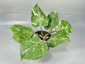 「50」フィロデンドロン・ホワイト・ナイトマーブル　斑入り　Philodendron White Knight Marble