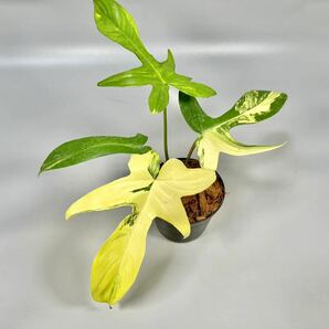 「15」フィロデンドロンフロリダビューティー斑入り philodendron Florida beauty variegata の画像1